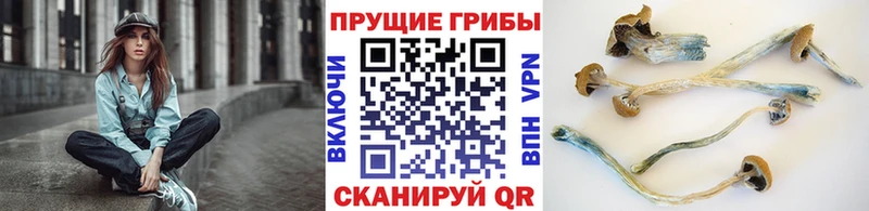 Псилоцибиновые грибы Cubensis  закладка  Бахчисарай 